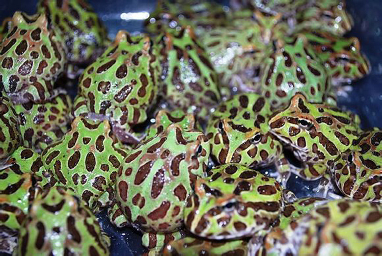 【宠物角蛙 钟角蛙 南美角蛙 黄金角蛙 亚马逊 