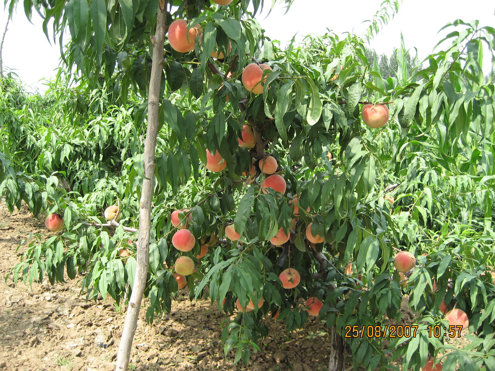 【特价处理 农户自产自销 品种齐全 物流方便 可