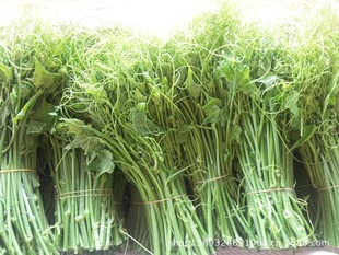 云南特产新鲜有机蔬菜批发配送出口佛手瓜尖云南野菜龙须菜合作社