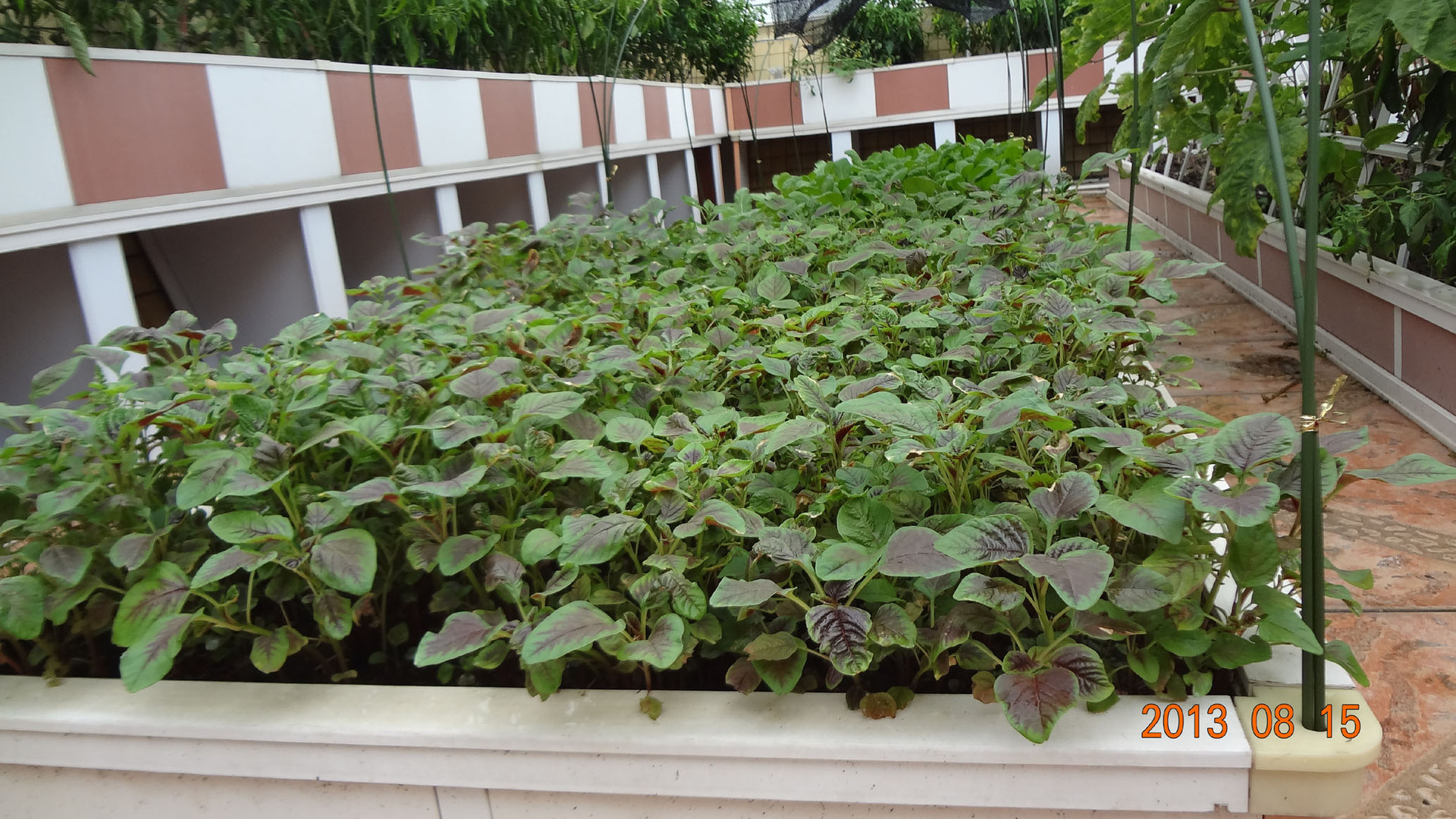 阳台种菜 屋顶种菜 致富种植箱图片_7