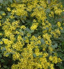 收购各种野生中药材_中药材价格_优质中药材