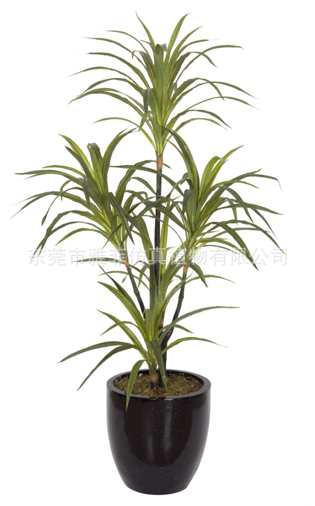 山海带Y8382-113-5PUS 125