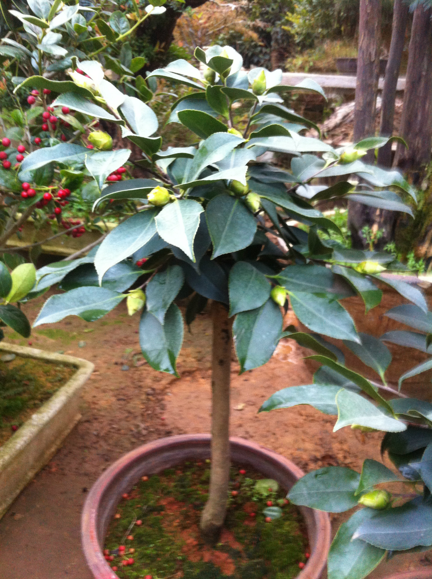 【品种茶花,大规格茶花,茶花苗】价格,厂家,图片