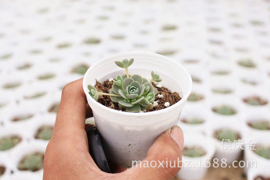 及多浆植物-子持年华 硬币大小 又名<em>天女散花</em> 