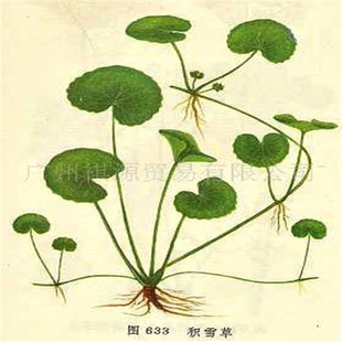 化妆品oem 化妆品原料 新款修复去疤痕功能 diy化妆品原料积雪草