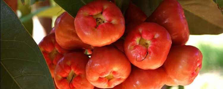 【正宗品牌莲雾 新鲜台湾水果 合肥莲雾批发零