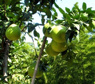 果树-马家柚苗 马家柚果树苗 马家柚种苗 柚子