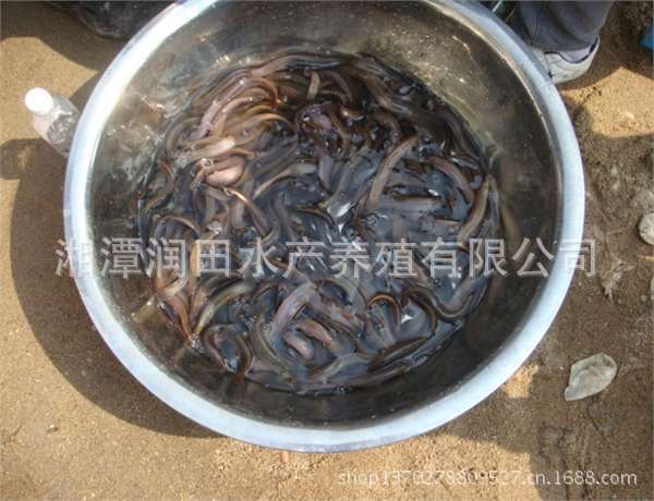 泥鳅苗8cm以上 湖南湘潭 泥鳅 泥鳅小鱼 诱耳饲