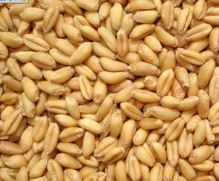小麦收多少钱一斤