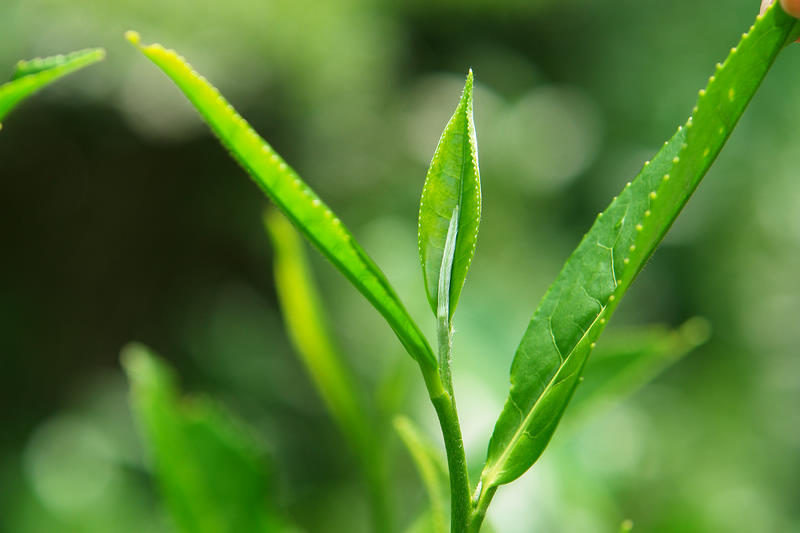 {与茶有关的故事}.