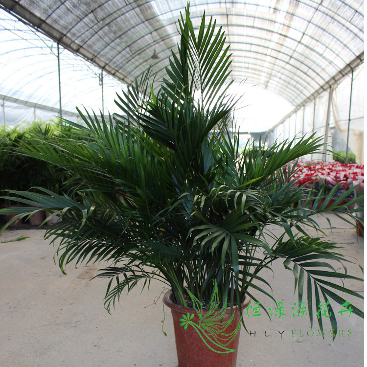 批发耐阴耐寒盆景绿植办公室客厅大盆栽散尾葵