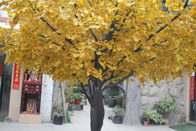 高4m宽4米银杏树008-2