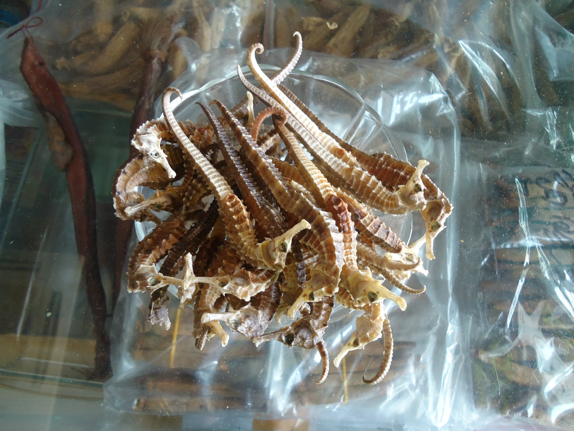 【批发直销各种规格中药材 大中 小海马批发销