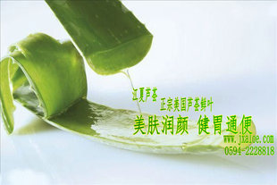 叶菜类-夏阳美国库拉索芦荟 新鲜食用美容叶片