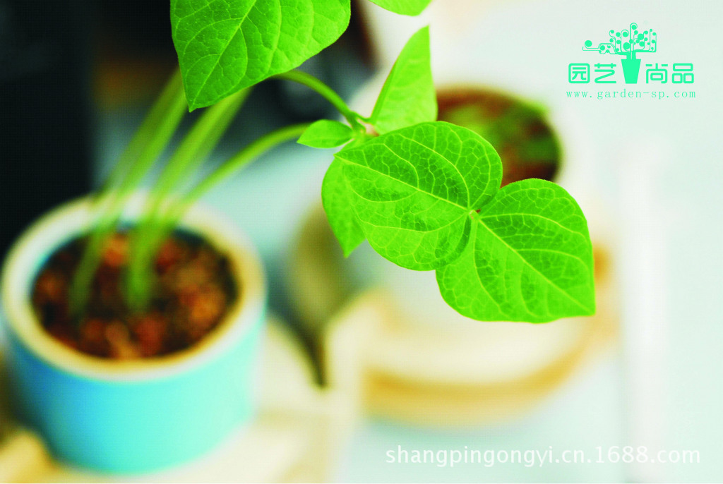 供应家庭园艺 迷你盆栽 DIY种植 室内盆栽花卉