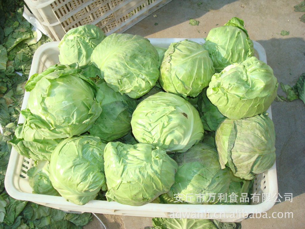 大量供应保鲜北京椰菜(小包菜),质优价廉