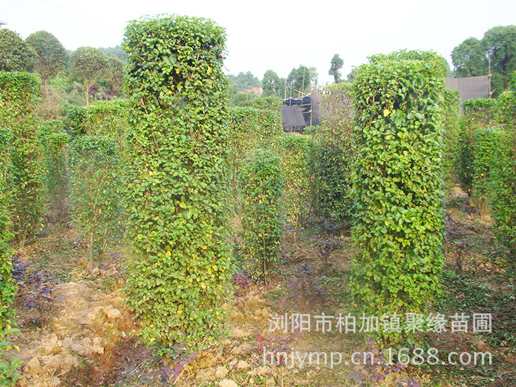 【<em>落叶</em>灌木 <em>女贞</em>柱 造型奇特 欢迎订购】价格,厂