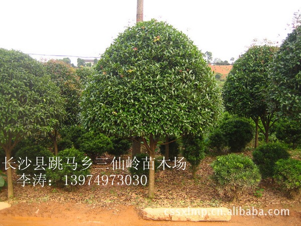 乔木-优质湖南金桂花树 八月桂花树苗 桂花树价