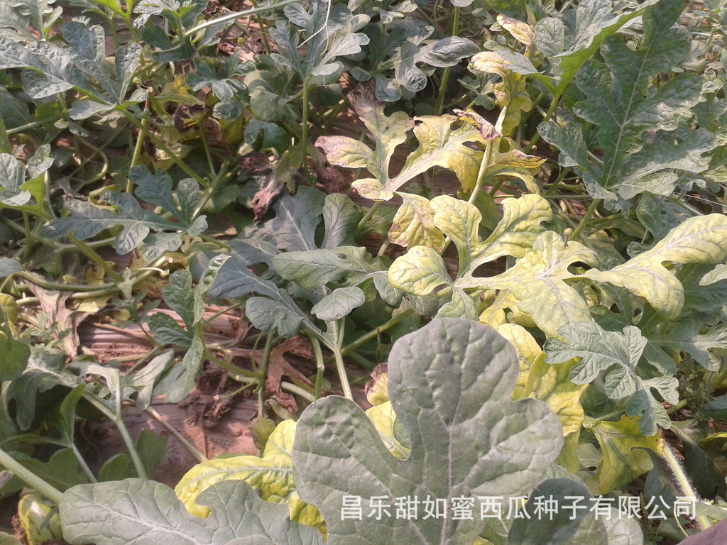 西瓜黄叶病又到爆发期了