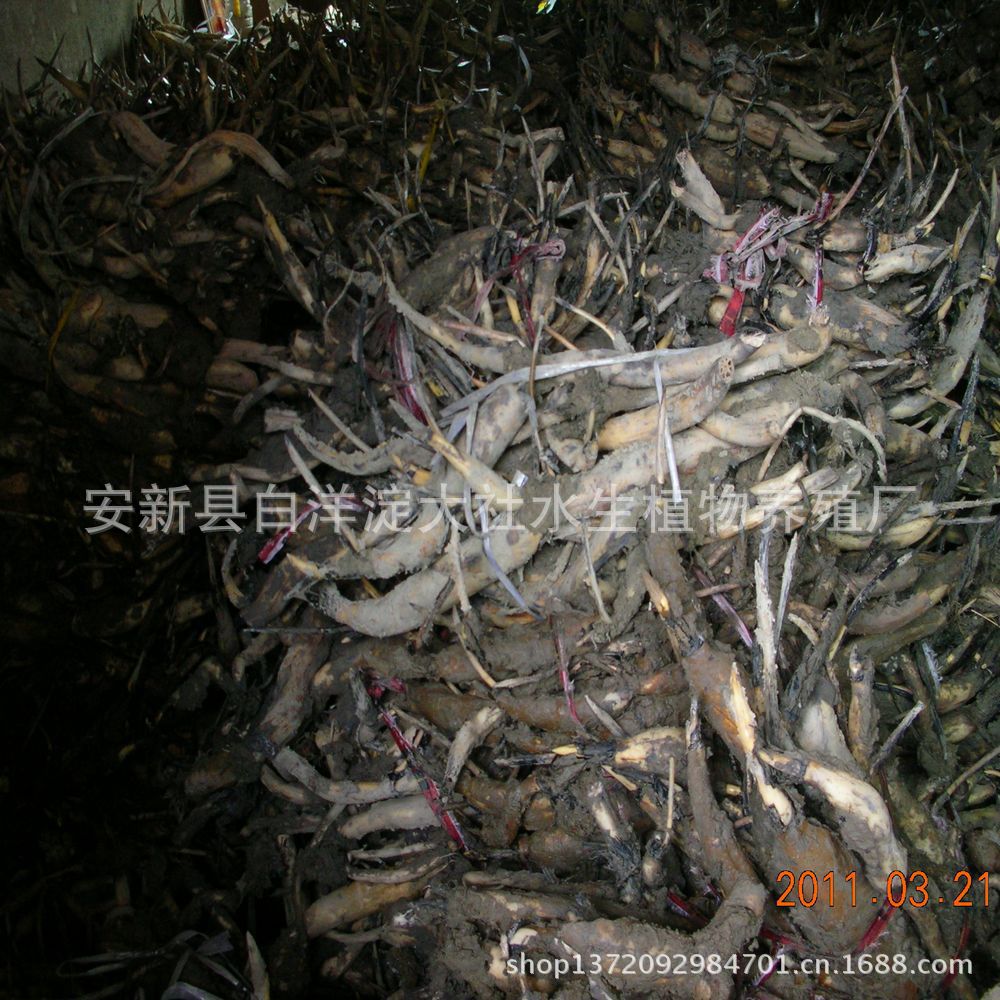 【荷花、荷花苗、种植荷花、盆栽荷花】