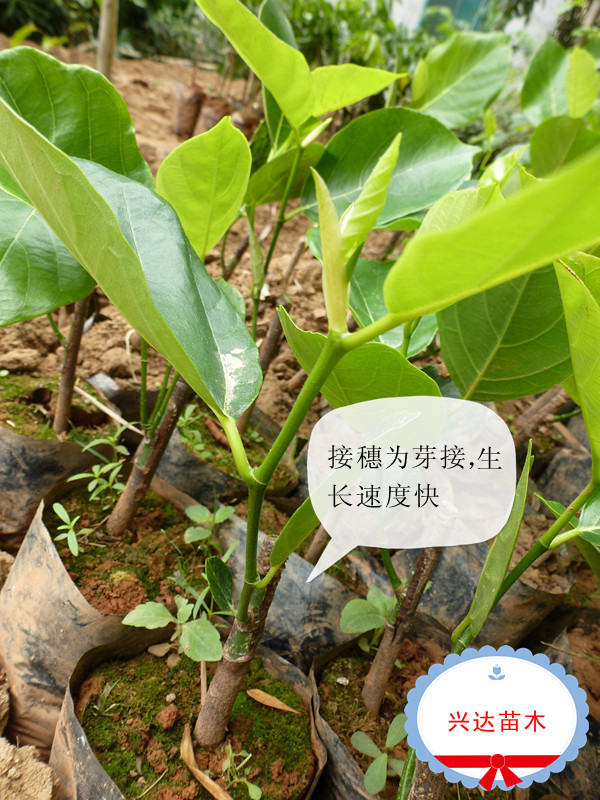 供应信息 果树 供应正宗马来西亚1号菠萝蜜嫁接苗 在本基地大量购买