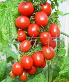 【纯天然食品迷你小番茄(圣女果|)营养价值高美