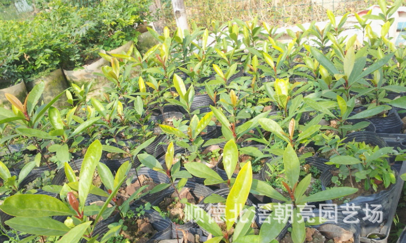 【泰国山竹苗,欢迎采购】价格,厂家,图片,水果种