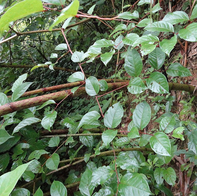 供应信息 植物中药材 大量供应鲜干纯野生药用虎杖  大量出产鲜干野生