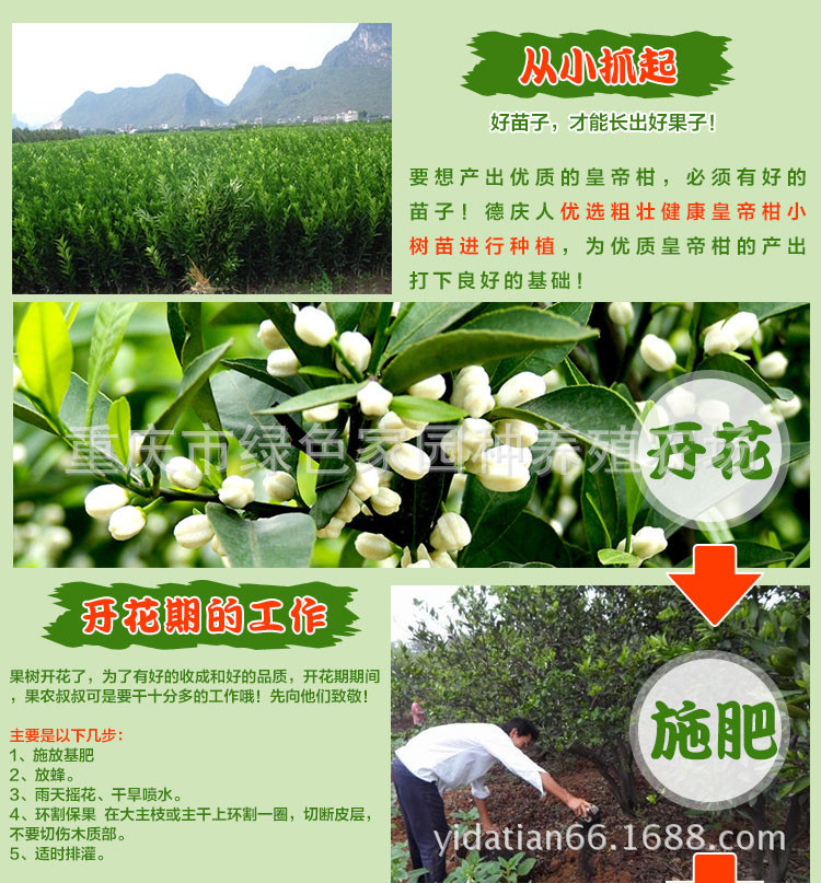 【绿色家园有机种植特甜柑橘】价格,厂家,图片