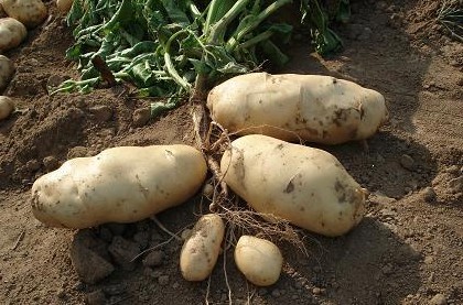 批发新鲜土豆 本公司大量供应新鲜土豆批发图