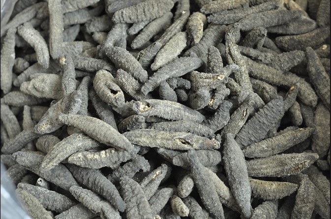 干制水产品-北极海参 小有刺参 野生海参推荐