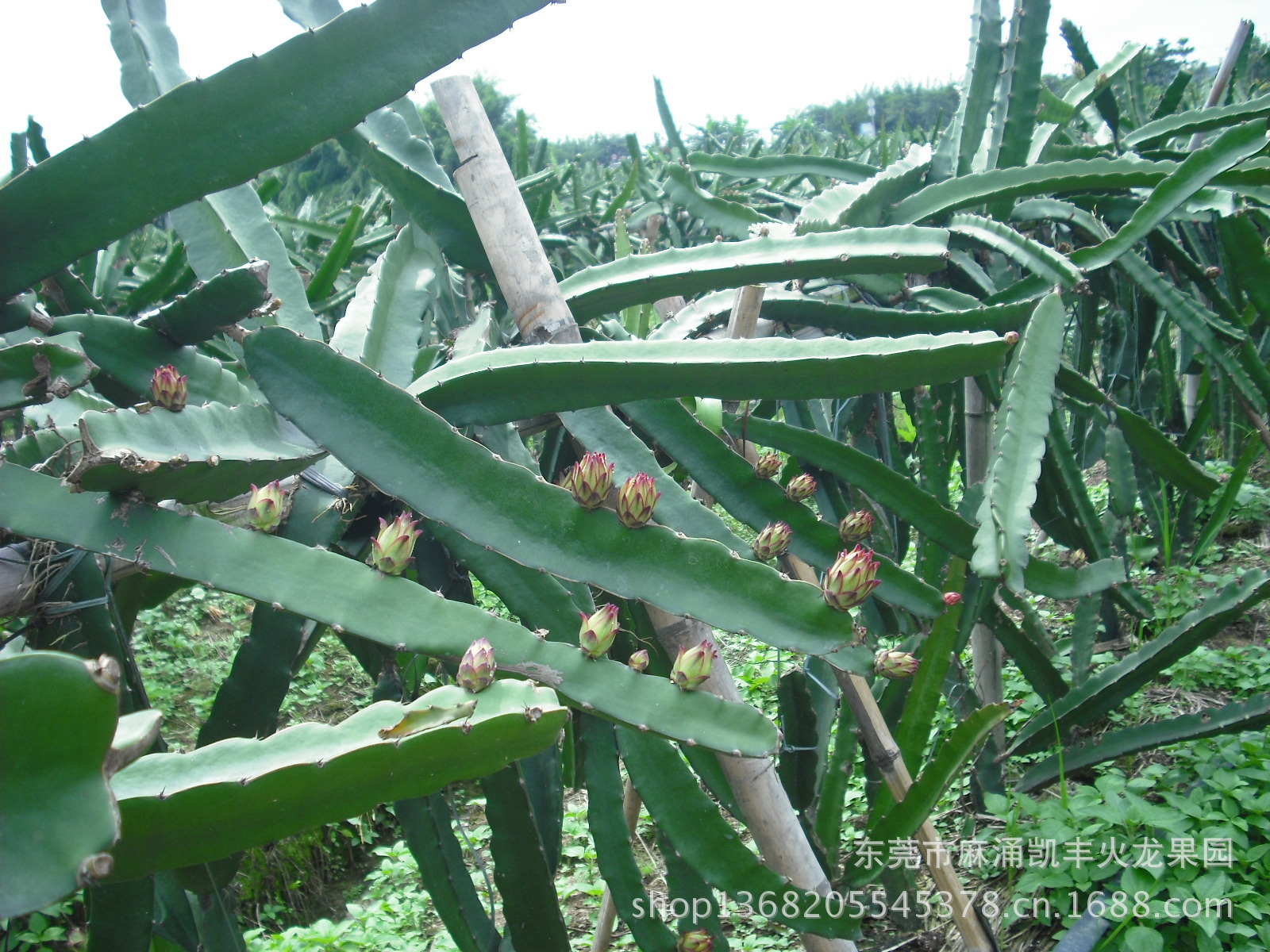 红肉火龙果的种植前景
