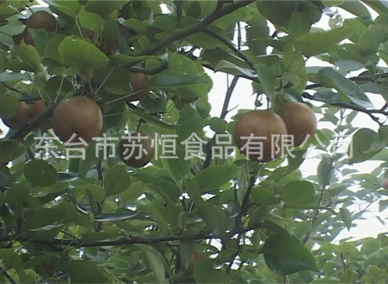 【供应促销生鲜黄梨梨子、梨子树苗、圆水果、韩版修身哈伦裤男图片