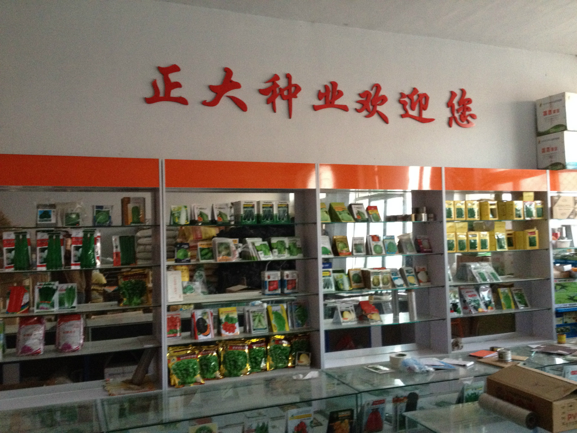 南瓜砧木 嫁接砧木 种子