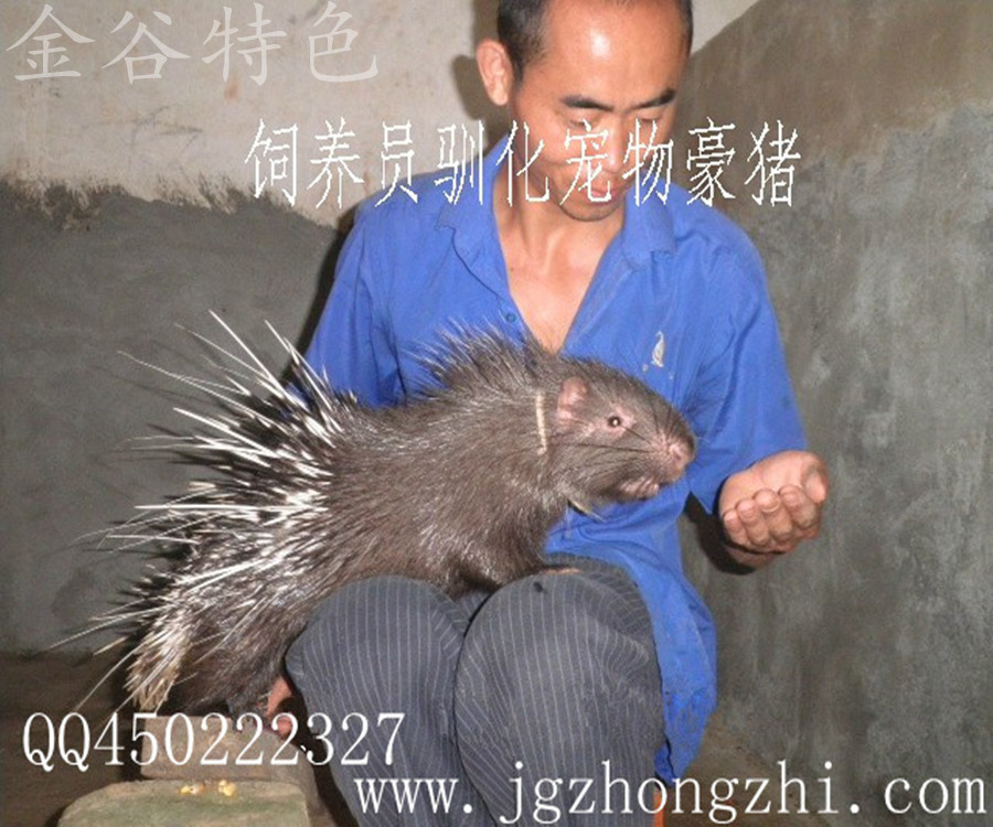 <em>豪猪</em>养殖 特供中华<em>豪猪</em> - <em>豪猪</em>养殖 特供中华豪