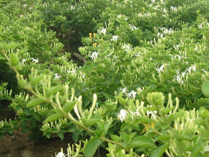 金银花苗木种苗图片,金银花苗木种苗图片大全