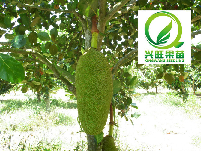 果树-供应 马来西亚一号菠萝苗 四季挂果 品种