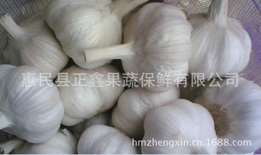 common white garlic
