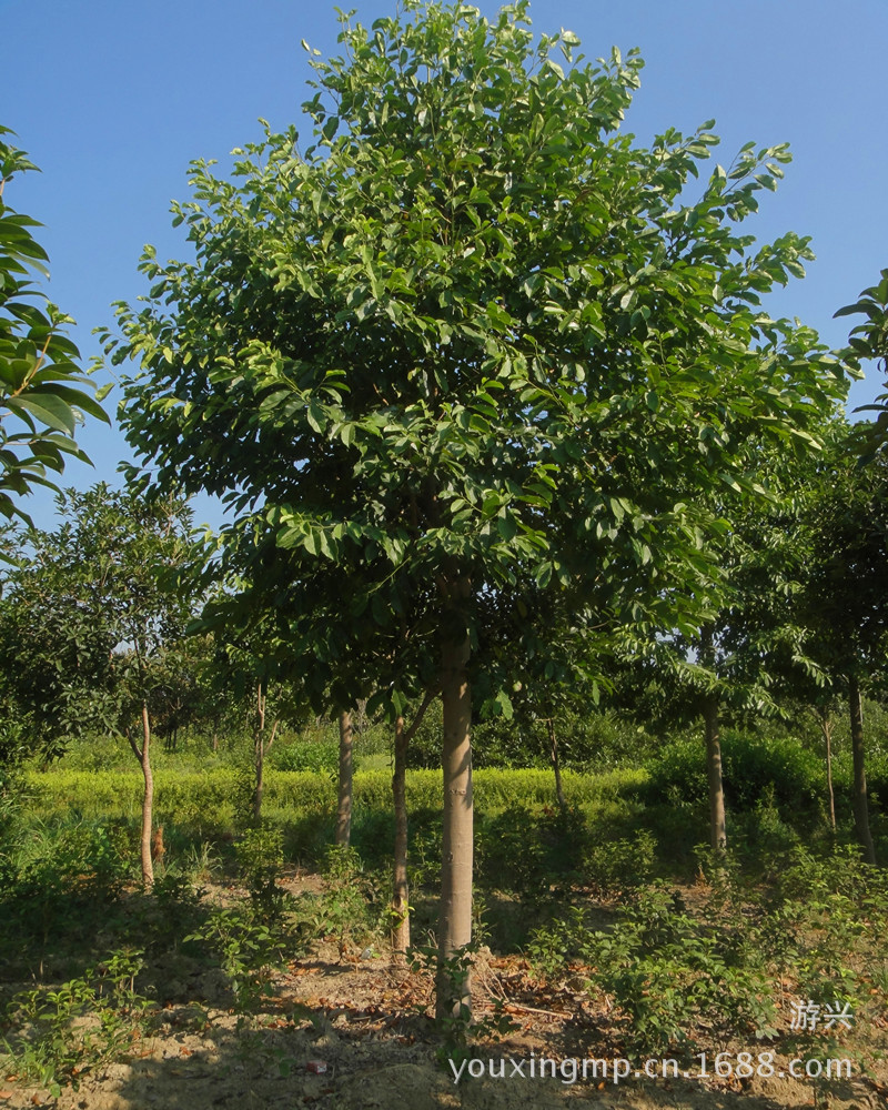 乐昌含笑专业培植优质树苗,长沙大型苗木产业,技术先进 诚信为本