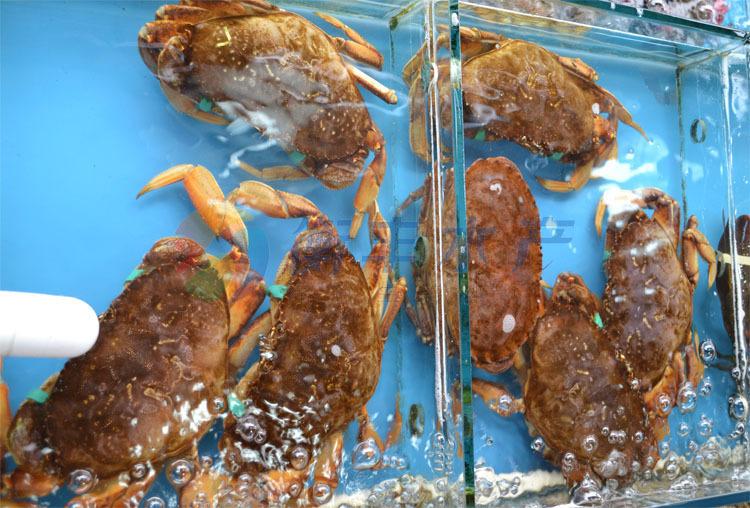 鲜活珍宝蟹批发 美国进口 海鲜批发 价格实惠 螃蟹海蟹 品质保证