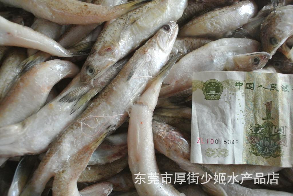 丁鱼(九棍鱼)饲料鱼批发 鲜度好货源充足