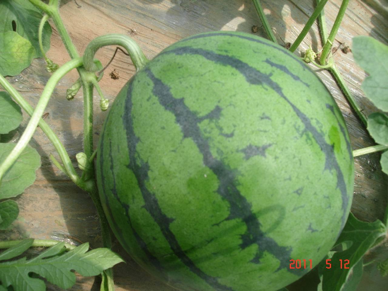 【西瓜种子新品种 种子批发 种子公司 8424西瓜