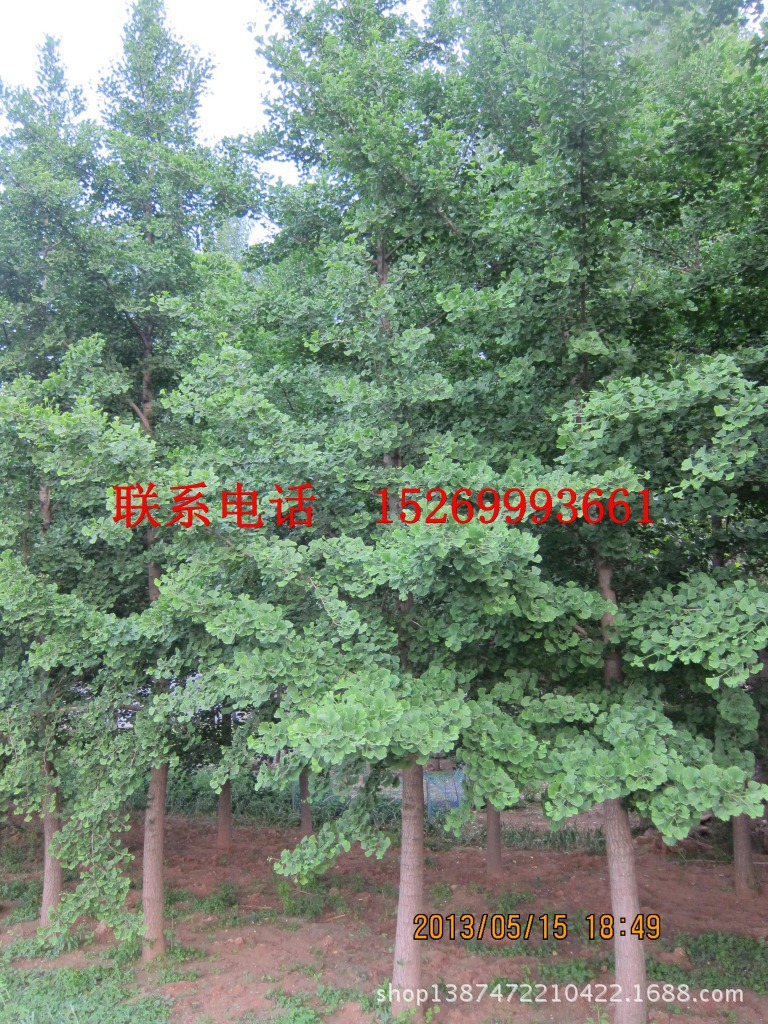 便宜出售结果银杏树 5-12银杏树 小银杏树苗 现