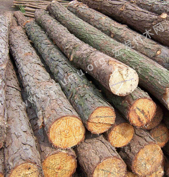 宏发竹木常年供应松树松原木 价格优惠 可以多种家具