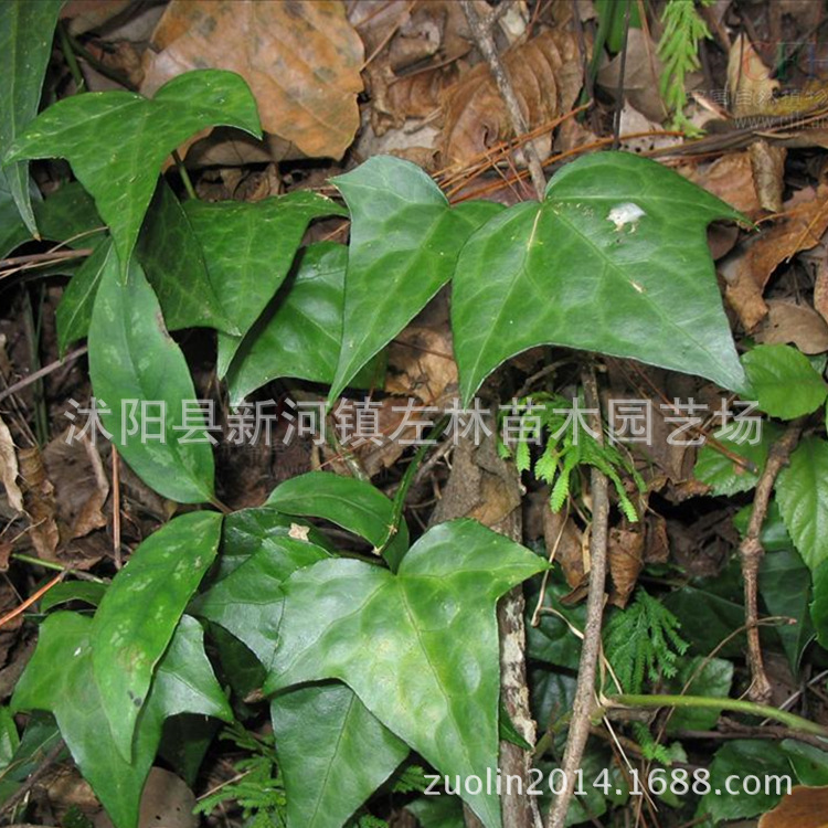 批发绿化苗木 常青藤树苗 中华常春藤 四季常青 生长快爬墙高手