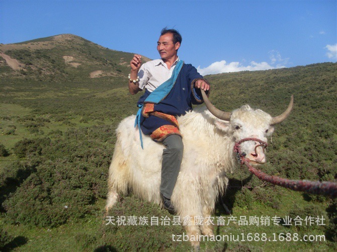 甘肃天祝白牦牛(拍照/景区/乘骑/观赏/影视/纯白/宠物)批发/低价