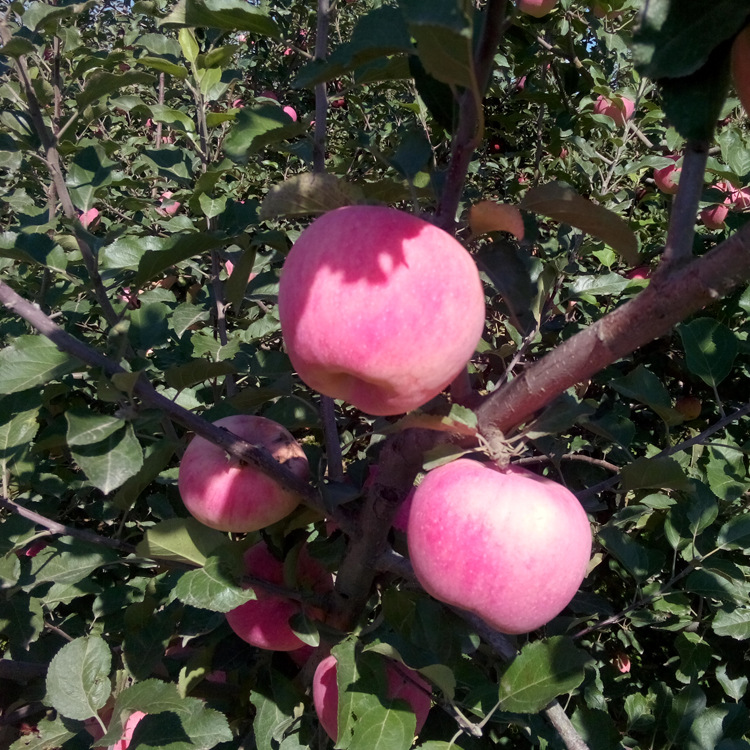 新鲜采摘苹果 红富士 土生土长 皮色鲜红味甘甜 大量种植批发