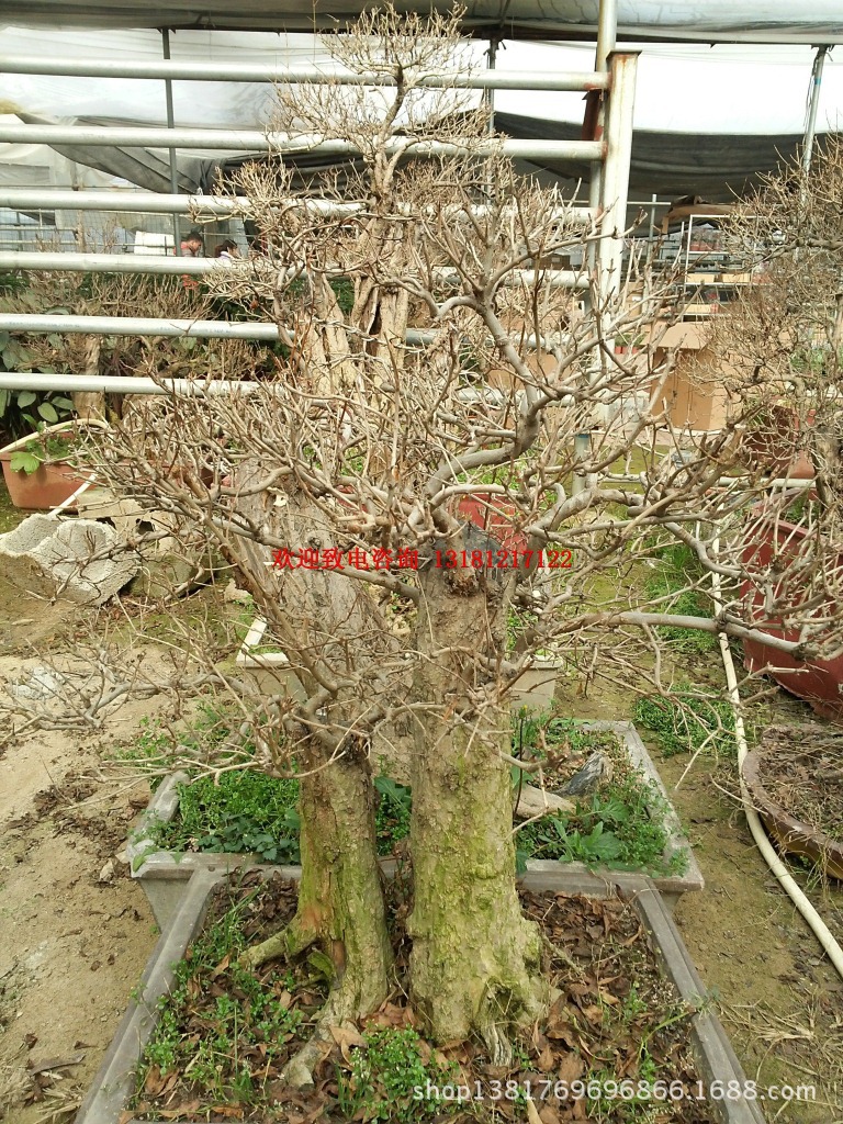 便宜供应 百年老石榴树盆景 矮化石榴大树盆景 造型好看 价格便宜