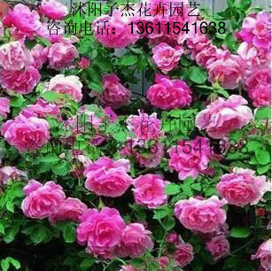 直销月季苗,大游行月季花苗,藤本月季,攀援花卉,别墅酒店摆放苗