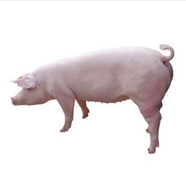 【湖南百宜】百宜原种猪 一元长白母猪 厂家直销 满10头送2头